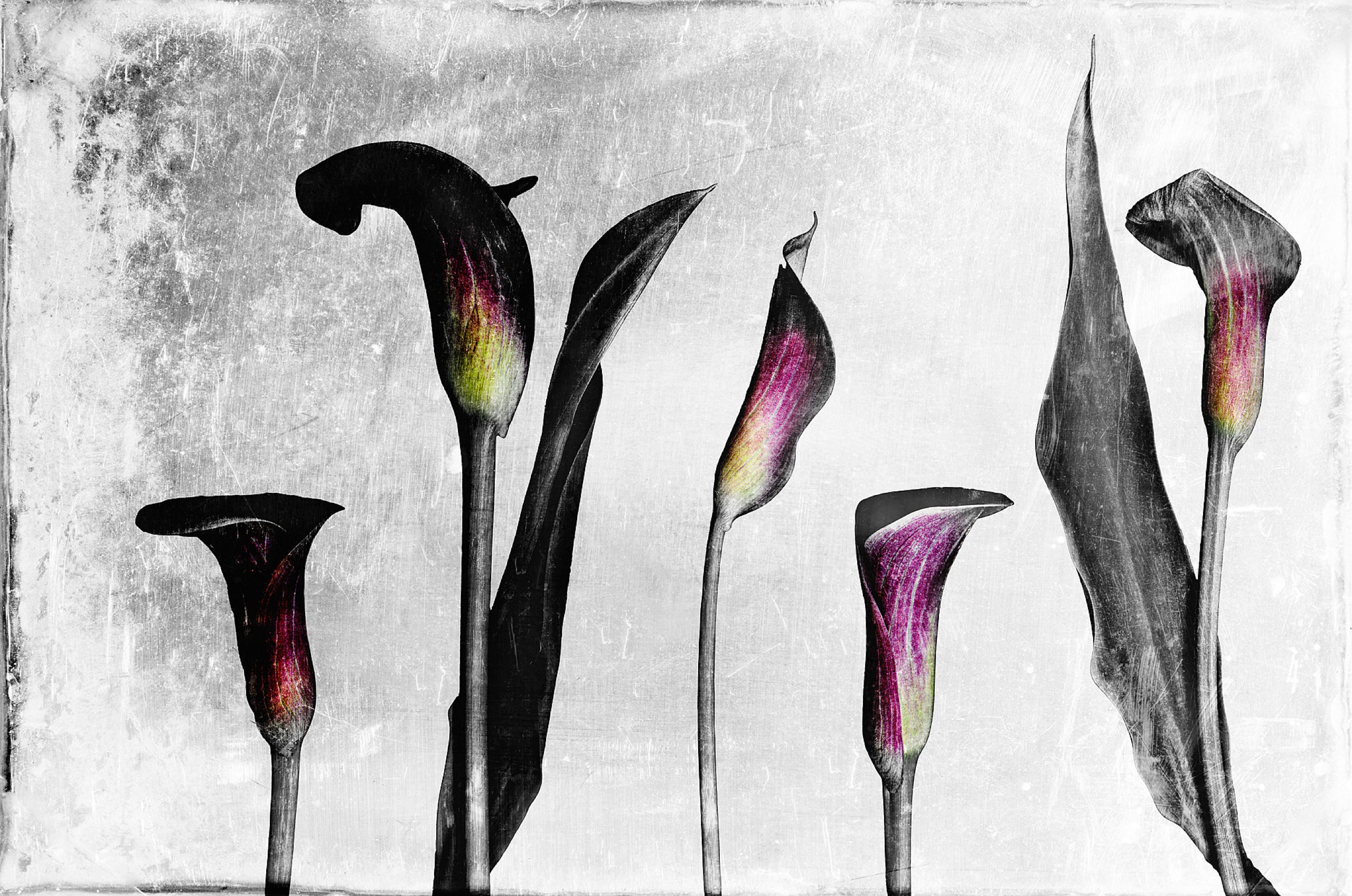 Artistic calla lily flowers with textured background